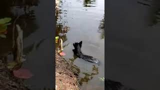 Crocodile attacks family dog in Sri Lanka [upl. by Isahella]