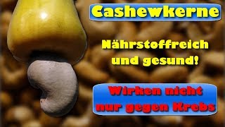 Cashewkerne – nährstoffreich und gesund  und wirken nicht nur gegen Krebs [upl. by Ahc]