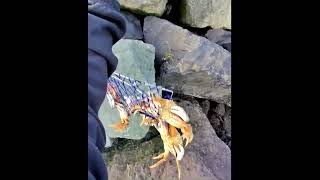 Huge Dungeness Crab Pull with Rod  Reel  Foldable Snare shorts crabbing dungenesscrab crab [upl. by Adelina967]