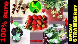 How to grow Strawberries plant from fruits at home easy steps [upl. by Dayir]