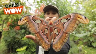 Giant Moths of Indonesia [upl. by Daffodil]