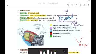 Parotid gland [upl. by Hugibert]