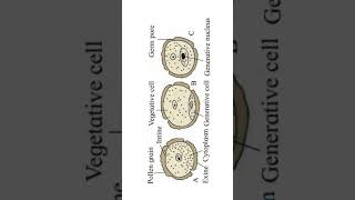 Development of male gametophyte malegamete male gametes gamete [upl. by Nnairahs]