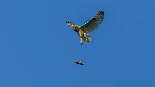 Robbery in Broad Daylight Harrier Steals Owls Prey [upl. by Woodcock905]