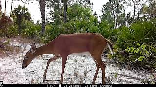 Wildlife compilation from Collier County FL [upl. by Argela]