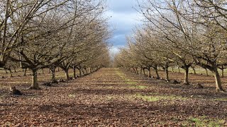 High Density Planting of Hazelnuts Considerations and Precautions [upl. by Etana424]