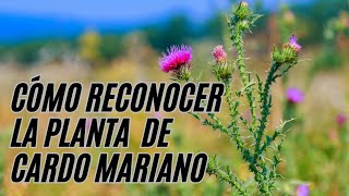 Cómo reconocer la planta de Cardo mariano sin confundirla con otros cardos [upl. by Nilyahs]