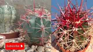 Ferocactus Gracilis cactusdream astrophytum [upl. by Clovis]