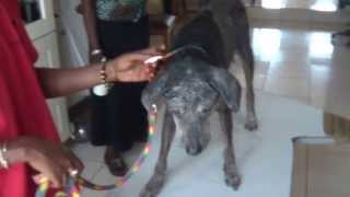 An ugly naked street dog in The Gambia Sarcoptic Mange [upl. by Nesiaj]