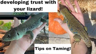 Tips on Taming your Lizard and Building Trust  featuring the Jeweled Lacertas [upl. by Schenck]