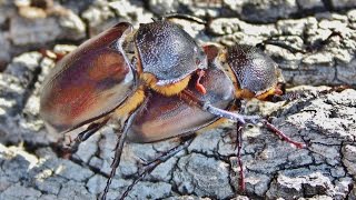 Propomacrus cypriacus biological life cycle  Video  Cyprus  by George Konstantinou [upl. by Decrem]