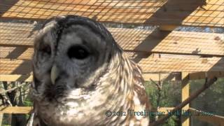 Barred Owl  Who Cooks for You [upl. by Petite878]