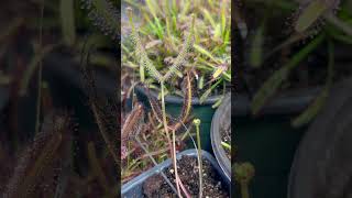 Drosera Binata Giant with its beautiful dew covered forks shorts [upl. by Arni]