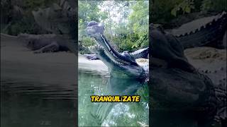 Esta cosa EXTRAÑA en el AGUA es un 🐊 [upl. by Tnecnivleahcim]