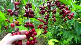 Make a Cup of Coffee Starting From Scratch  Coffea arabica  Video [upl. by Ecraep]