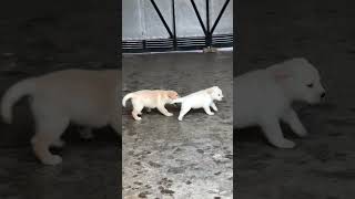 Cute Labrador retriever puppies♥️Bhot he shetan hai ye😁shorts shortsfeed shortsbeta dog lablove [upl. by Ensign]