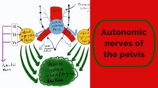 Autonomic Nerves of the Pelvis [upl. by Eelreveb]