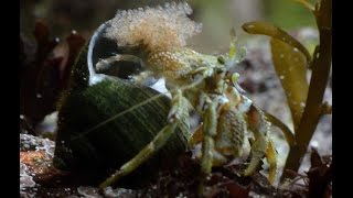 Common Hermit Crab releasing Larvae Irish Native Marine Rockpool Aquarium [upl. by Aiveneg]