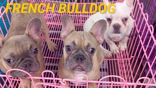 Mga Nag Gagandahan nasa Pateros Pet Market na corgi  bully  pugshihtzubusset houndhusky etc [upl. by Nosirb]