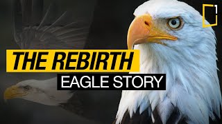 The Rebirth of the Eagle Inspiring Story  Change for Survival [upl. by Selby]