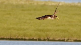 Biesbosch  Marsh Harrier hunting  Panasonic GH3 test slow motion HD [upl. by Amlev]