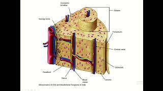 Osteons Osteoids Periosteum Endosteum in the Skeletal System [upl. by Siulesoj]