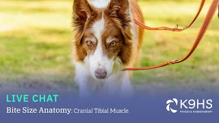 Bitesize Canine Anatomy Cranial Tibial Muscle [upl. by Aleirbag]