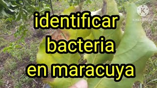 como identificar y controlar la bacteria en maracuya [upl. by Noet316]