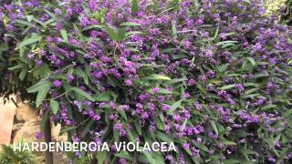 Hardenbergia violacea Garden Center online Costa Brava  Girona [upl. by Hasina]