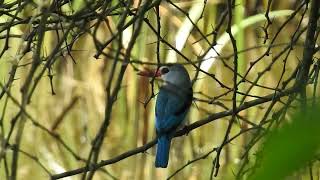 Mangrove Kingfisher at Nguuni [upl. by Mloclam]