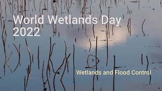 Wetlands and Flood Control [upl. by Mark]