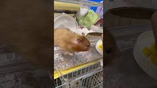 開飯喇～ mypet pets cute 寵物 animals 萌宠 hamsters 倉鼠 倉鼠日常 金絲熊 shorts [upl. by Ioved825]