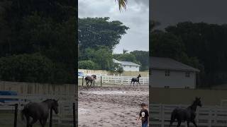 Perfect horses running in the rain 😍😍 horses horserunning [upl. by Edea]