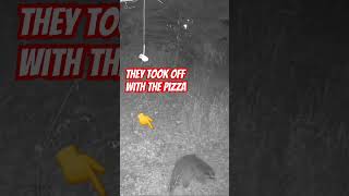 They took the pizza outdoors urbantrailcam pizzabanditracoon [upl. by Yenruoj]