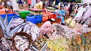 Explore Karachi Fishery amp Current Fish Prices 2024quot Morning Fish Market  Seafood At Wholesale Rates [upl. by Erie]