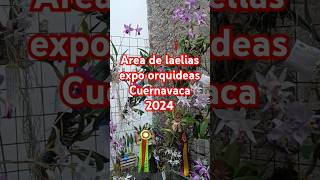 Área de laelias expo orquídeas Cuernavaca 2024 shortsvideo music love [upl. by Eihcra]