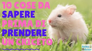 10 COSE DA SAPERE PRIMA DI PRENDERE UN CRICETO [upl. by Ayanet]