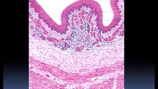 Aparato Respiratorio Histología [upl. by Ramak]