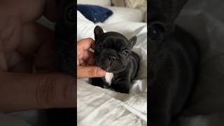 Puppy crying  saddest French Bulldog puppy 😭 shorts puppy dogs pets viral [upl. by Nowed]