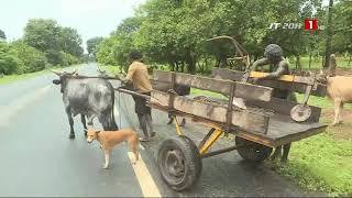 SALINISATION EN CASAMANCE  Quand le sol prive le Joola de son riz [upl. by Anallij725]