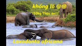 Kẻ khổng lồ ăn cỏ Voi bự cỏ châu phi Loxodonta africana [upl. by Ayiram]