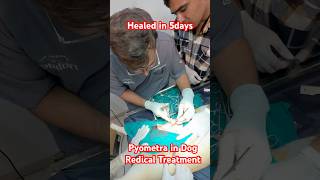 Dog Pyometra treatment is Surgery veterinaryclinic ujjain petdoctor mahakalveterinaryclinic [upl. by Kirt]