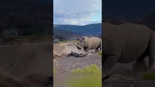 Unfazed Giant How a Rhino Escaped the Lions’ Attack [upl. by Terena435]