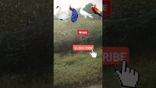 Alian to bird funny vfx video shorts [upl. by Perrin71]