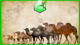 Camel Size Comparison Living Extinct [upl. by Nawrocki]