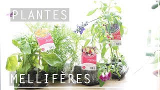 🌸 5 PLANTES MELLIFÈRES POUR LE BALCON OU LE JARDIN 🌼 [upl. by Debbra]