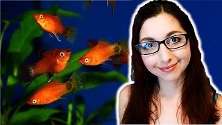 Platy Fish Care Guide 🐠 Beginner Aquarium Fish [upl. by Ddahc]