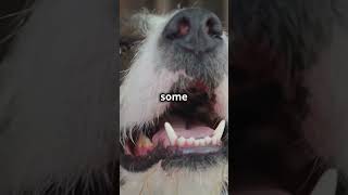 Is a Dogs Mouth Really Cleaner Than yoursshorts [upl. by Akeem]