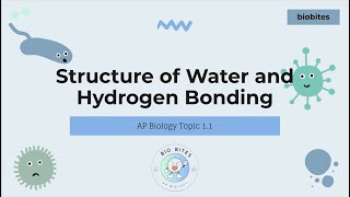 Structure of Water and Hydrogen Bonds AP Biology 11 [upl. by Ikiv]