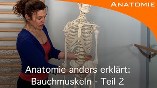 Bauchmuskeln Teil 2  Anatomie anders erklärt [upl. by Jo]